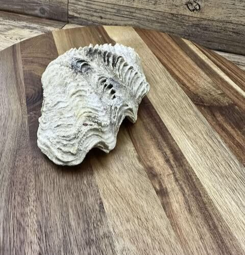 Echte Muschel Muschel gekräuselt Tridacna Gigas Fossil Exemplar 5" x 7" - Bild 7 von 8
