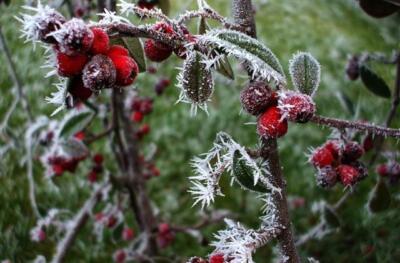 Foto 6x4 Frostige Beeren Omagh An Oghmagh Sie nehmen einen neuen Look an mit t c2008