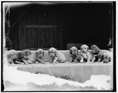 Photo:Bloodhound Puppies 1890s Dog Babies Steps Detroit Publishing Co