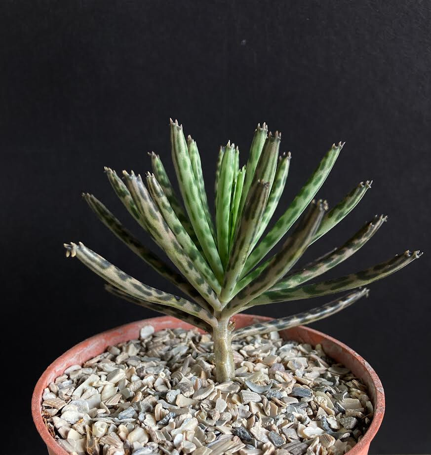 snake plant kaufen 3-5 FT Snake Plant (trifasciata)- NYC, NJ, CT, Boston, Providence,  Washington DC, Baltimore, Philadelphia, Princeton, Long Island, and Upstate  NY Local Plant Delivery – Dahing Plants main image 0