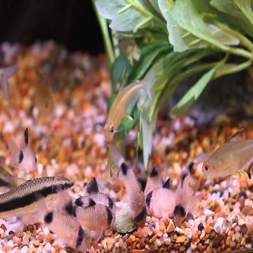 Sinking Wafers of Spirulina & Algae. Shrimp, Plecos, Catfish. Zeigler Style AFI - Picture 7 of 8
