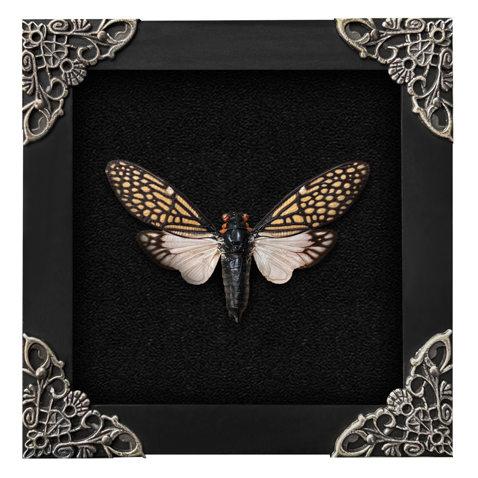 Real Framed Cicada Collection Gift Entomology Lover Wall Hanging Gothic Decor-image