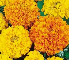 MARIGOLD FLOWER SEEDS 100+ CRACKER JACK MIX orange YELLOW annual FREE SHIPPING
