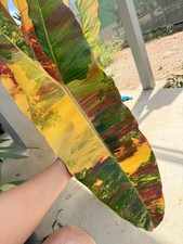 80002801 Philodendron Red Billietiae Philodendronsamen red 3 Samen