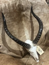 Rare Set, of Africa red Lechwe skull Horns Taxidermy - Safari Antelope Gazelle