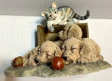 Curious Cats Wake Up Call Kittens