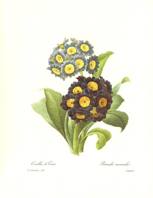 1991 Vintage REDOUTE FLOWER #110 ''BEAR'S EAR PRIMULA'' Color Art Print Lithograph