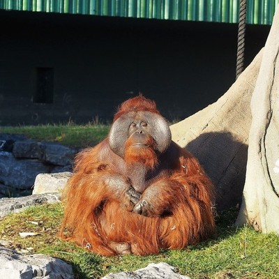 Foto 6x4 Orang-Utan, Dublin Zoo Islandbridge Orang-Utan im Dublin Zoo c2016