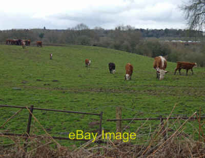 Photo 6x4 Cattle next to Franche Road Kidderminster This farmland lies be c2020