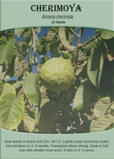 Cherimoya (Annona cherimola) x 10 Seeds