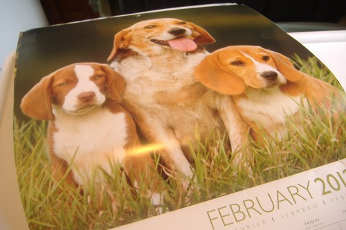 ~BEAGLES~2012 DOG CALENDAR~BROWN TROUT~ - Picture 5 of 12