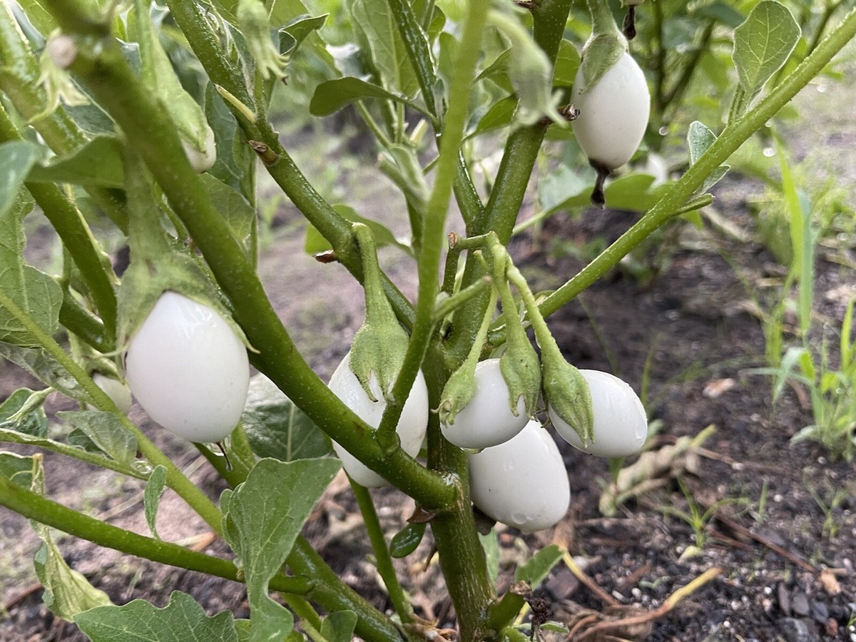 Japanese rare heirloom eggplant kyoto egg-shape - 50+ seeds