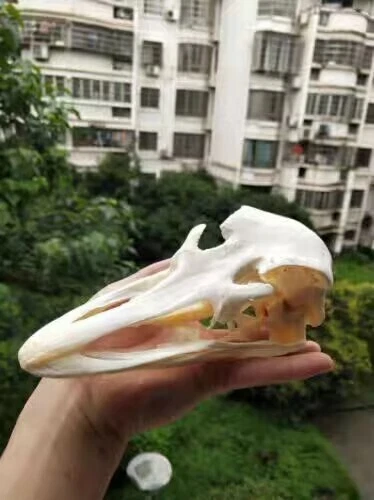 Ostrich Head Skull Specimen Skeleton Animal Decor Collection Specimen 1PC - Picture 4 of 11