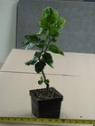 MILLIKA Tropical Hibiscus -- Plant in 4.5" pot — photo 2