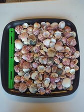 Gallon size bag of Scallop shells