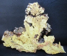 Buckeye  burl wood slab  #D476  16" x 12 1/2" x 2 1/4"