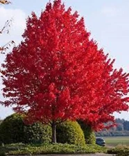 Crimson  Red Maple-Bright red leaves in fall. Fast growing! 10 unrooted cuttings