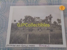 DIN VINTAGE PHOTOGRAPH Spencer Lionel Adams SETTING OUT COFFEE TREES BRAZIL