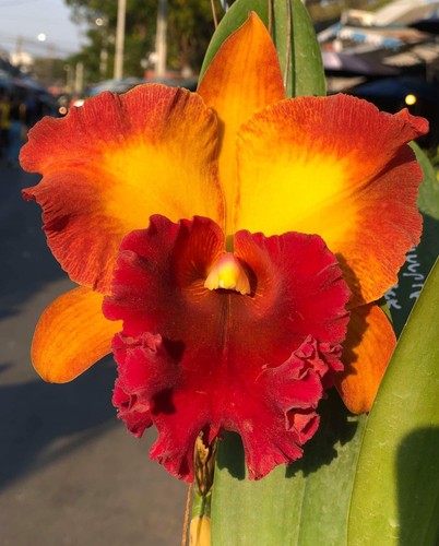 Thailand Duft Orchidee Cattleya Rlc. Bangkok City `Good Memory`