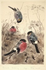 "Dompfaffen" original Radierung von Kurt Meyer-Eberhardt (Hanfstaengl Nachlass)