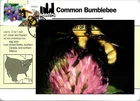 Dr Jim Stamps Maximum Card Pollinator Bees Flowers 41C Fdc