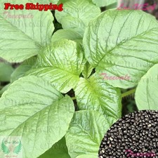 SEMILLAS de Amaranto Hoja Verde | Amaranto Verde, Callaloo Jamaicano, SEMILLAS Yin Choi
