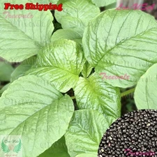 Green Leaf Amaranth SEEDS | Green Amaranth, Jamaican Callaloo,  Yin Choi SEEDS