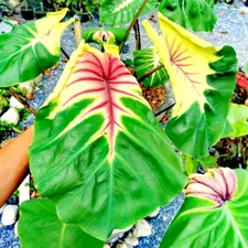 Colocasia Bulb Pigtailed New Hybrid Tuber (Includes All Import Duties And Taxes)