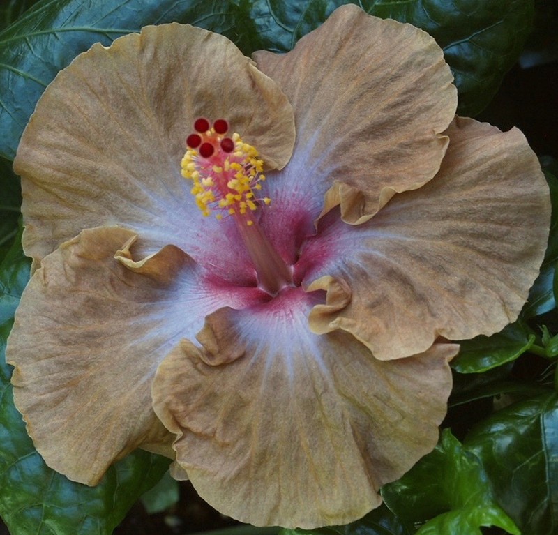 LE CHOCOLAT Tropical Hibiscus -- Plant in 4.5" pot