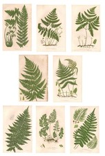 Stampe antiche inglesi FELCI FERNS serie 8 FOGLI Anne Pratt 1870 Antique prints