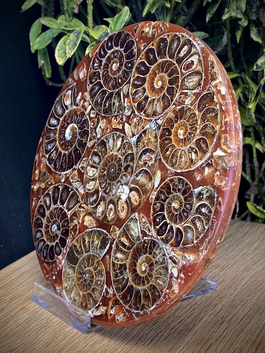 Crystal Quartz Metal Stand Ammonite Fossil Conch Specimen Healing - Foto 2