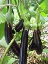 100+ USA Eggplant Seeds Long Purple Eggplants Aubergine for  2025 Season