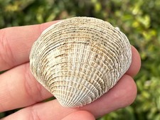 California Fossil Bivalve Lucinisca nuttalli Pleistocene Age Clam Shell