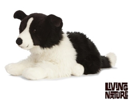 teddy border collie