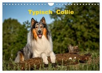 Typisch Collie (Wandkalender 2027 Din A4 Quer), Calvendo Monatskalender