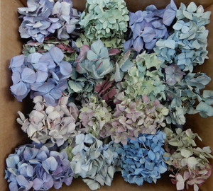 40+ Box Dried Hydrangea Flowers Pieces Lt Blue, Purple, Green + Cream DIY Crafts