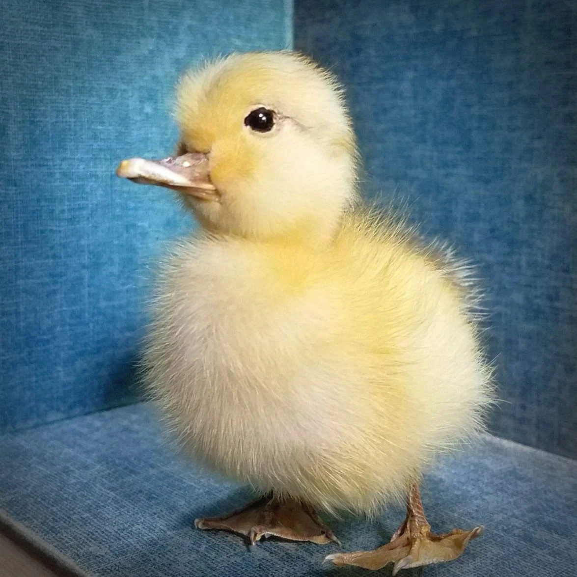 Taxidermy Yellow Duckling, Real Baby Duck, Oddities, Curiosities,  Platyrhynchos | eBay