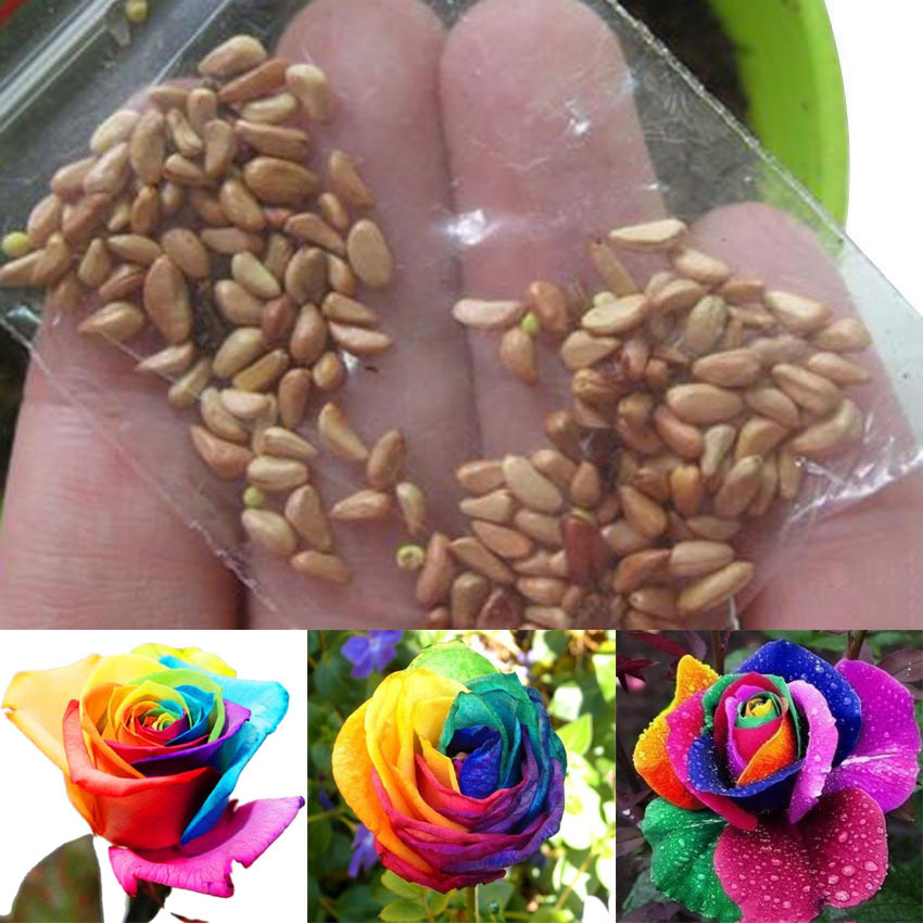 100Pc Rose Flowers Seeds Rosa Rare Beautiful Bonsai Plants Home Garden ...