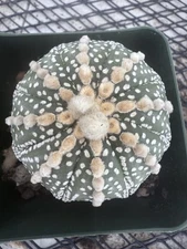 Astrophytum asterias Super Kabuto Cool Pattern! 3 1/4 “ Pot