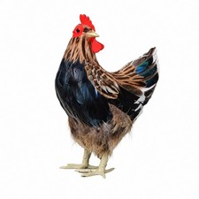 H&uuml;hnerfigur Naturgetreu Deko-Huhn K&uuml;nstlich f&uuml;r Sammler