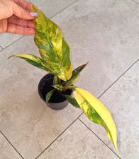 Philodendron Caramel Marble pink variegata * no monstera-joepii- ilsemanii