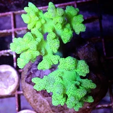 Neon Finger Leather WYSIWYG - Live Coral Frag - Softy, Sinularia, Devils hand