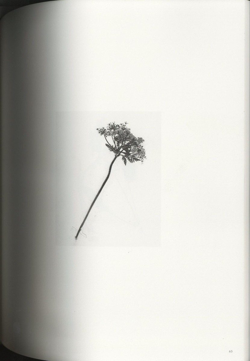 The May Sun - Terri WEIFENBACH | shashasha - Photography & art