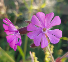 Red Campion Seed (50g - HUGE Pack Size).  Hand harvested on Hogchester Farm 2024