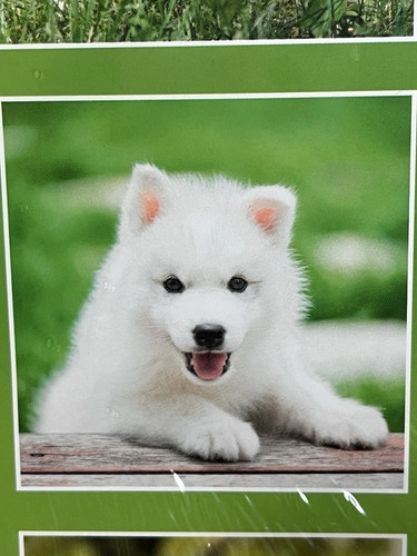 2026 Puppies Wall Calendar 12 x 12 and a 6 x 6 Travel Version - 2 Pack - New! - Picture 8 of 8