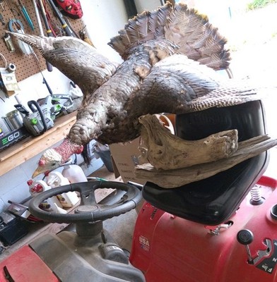 Full Body Wild Turkey Mount Full Wing Span Spread Wings Mounted On Wood