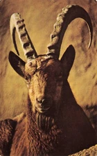 Animal Siberian Ibex Vintage Standard Postcard Unposted