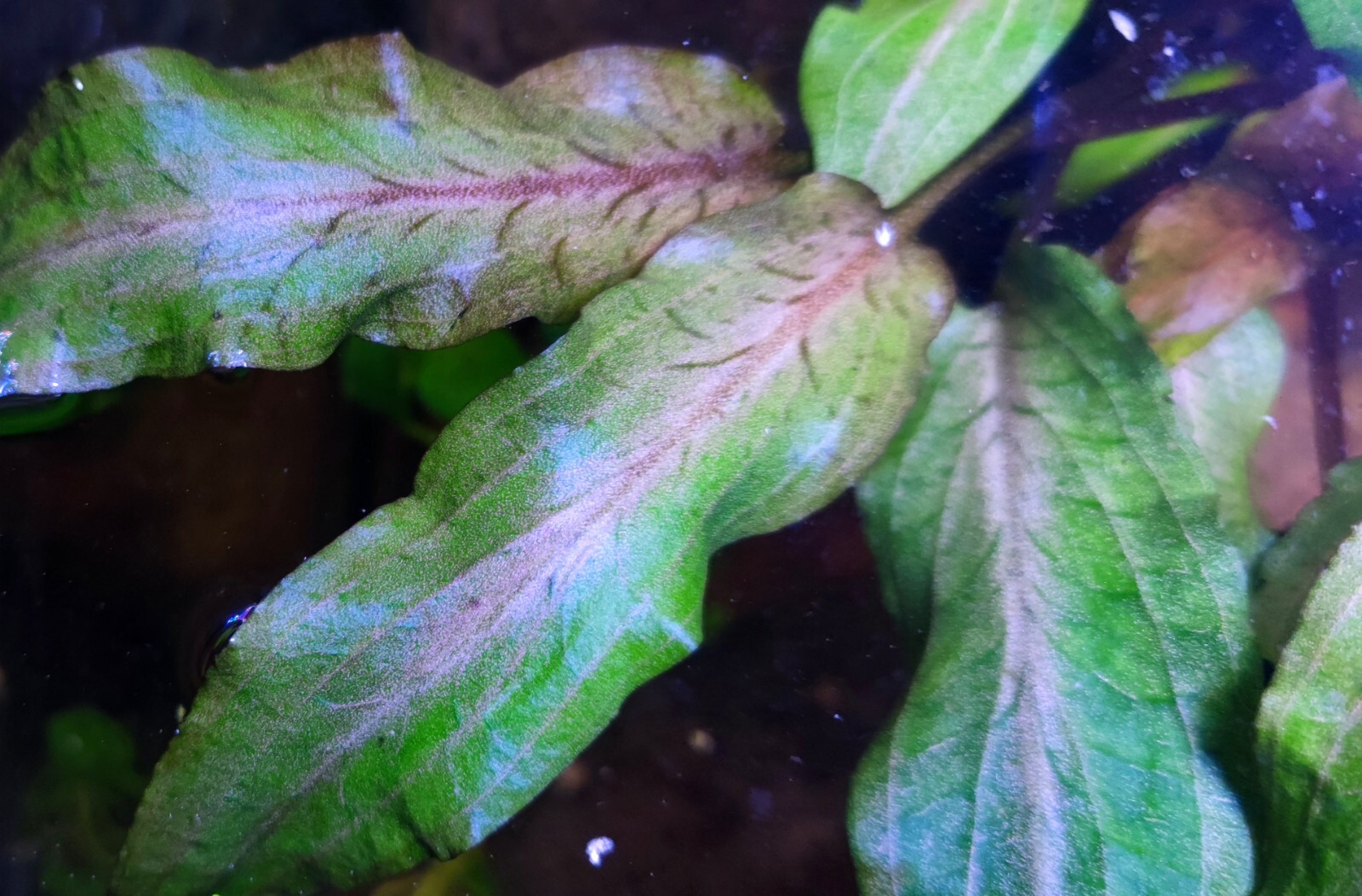 Cryptocoryne undulata Tropica Aquarium Plant Shrimp Safe eBay