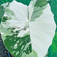 Colocasia Bulb Variegated White Tuber (Includes All Import Duties And Taxes)