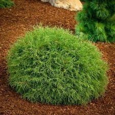 Mr. Bowling Ball Arborvitae – Live Shrub in Gallon Pot